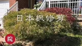 【彬彬有院】种•303日本枫树（Waterfall)简易修剪//介绍需要的修剪工具