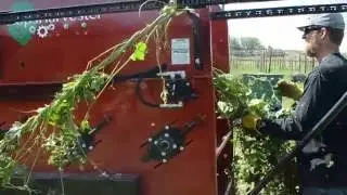 Hopster&reg; harvesting mature plants