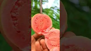 😋 Guava 🔪 Cutting ASMR #village #traditional #fruitcutting #fruit #asmr #shorts #guava #guavacutting