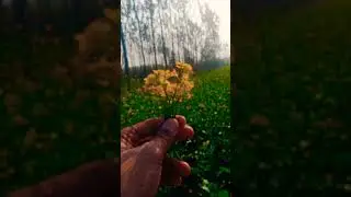 Birthday Birthday party #ytshorts #nature #farming #song #love #youtubelover #villagelife