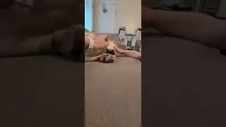 teaching gentle hands with a good doggie