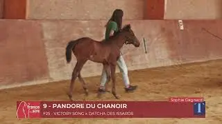 Lot 9   PANDORE DU CHANOIR   Toury Trophy;;
