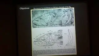 Los peces f&oacute;siles antes y despu&eacute;s del evento de extinci&oacute;n masiva K/Pg