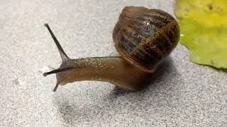 Slow snail