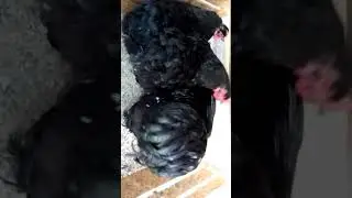 Black Heavy Cochin