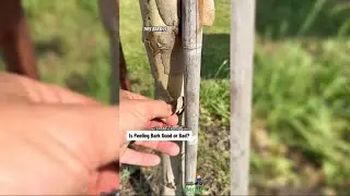 🪵Отслоение коры на деревьях: тревожный сигнал или просто причуда природы?