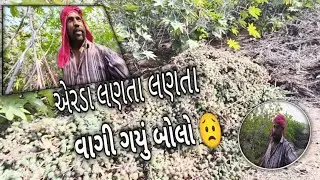 એરડા લણતા લણતા વાગી ગયું બોલો હવે શું કરશું?😟#lifestylevlog #farming 