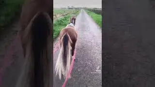 Welsh pony