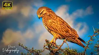Discover Doxey Marshes | Peaceful Wetlands & Scenic Drone Views
