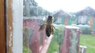 Himalayan Giant Honeybee, Apis laboriosa, Surki Khola, Manaslu circuit, Nepal, 9 Sept 2024