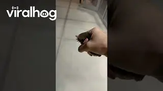 Перемещаем маленького потерявшегося крота в безопасное место || ViralHog