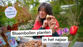 Hoe plant je een bloembol? 🌷