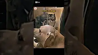 cats vs dogs 💀😱                 #car #animals #edit #trending
