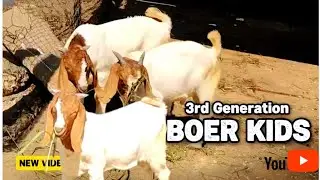 3rd Generation Boer Kids &mdash; Future King of Your Farm 👑