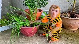 Oh my god, Monkey Kaka went upstairs and ruined Mom's vegetables!