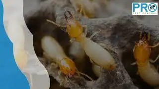 Comprehensive Termite Treatment for Townsville Homes | Protect Your Property Long-Term
