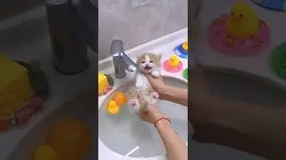 Did you see a little kitten takes its first bath in the water!!😻💕#cute #kitten #cat #meow