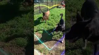 Dog Parks Near New Orleans