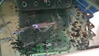 fishdiscount Notropis chromosus