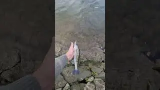 Pustanje smudja🎣 #fishing #pecanje #dunav #dtd #jigging #perch #spinning #spin #wildlife #smudj