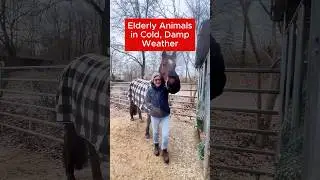 Stiff painful gait in elderly horses - cold wet windy weather