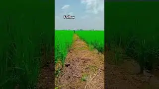 Kisan 🌾❤️.                                              .......................#kisanandolan #sanvar