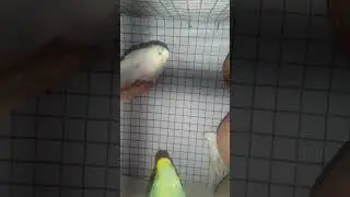 #shorts #youtube #youtuber #viral #trending#video#reels#explore #birds #lovebirds #parrot #hogoromo