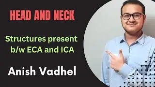 Structures between ECA and ICA by Anish Vadhel | Head and Neck Anatomy