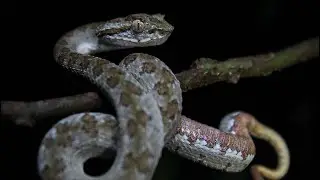 Costa Rica Herping! 2024