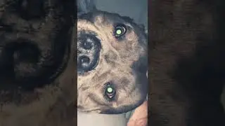 PIT BULLS OF YOUTUBE #shorts #pitbull