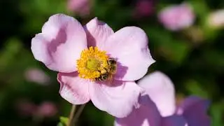 Beautiful Honey Bee on a Flower | Relaxing Nature Video