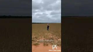 Drone Agr&iacute;cola XAG P100 PRO operando no gergelim 🔥🚀 #agro #drone #xag