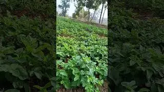 potato growing after 25 days#farmingtraditions #agriculture #shortvideo #shortsfeed #nature