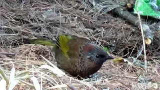 Chestnut-crowned Laughingthrush - Thimphu, Bhutan