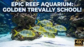 Amazing Reef Aquarium Adventure: See Golden Trevally, Triggerfish, and Predatory Sharks in Action