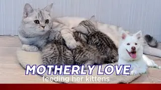 Adorable Mother Cat Feeding Her Kittens   Sweetest Bond Ever. #catlovers #cat #puppy #dogs #kitten