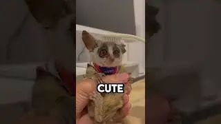 Animal with big eyes 👀