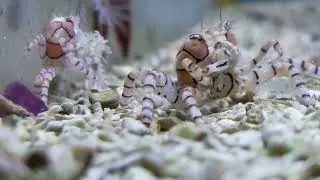 Pom Pom crabs Blue Reef Aquatics
