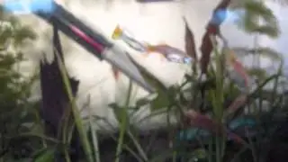 Neon Variegated Guppies