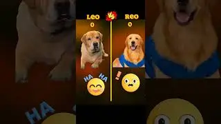 Anant Rastogi ( leo dog vs reo dog) ||#comparison #leodog #reodog