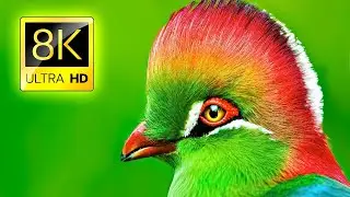 The Most Beautiful Birds in the world l Most Unique Bird on Earth
