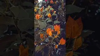 Before vs After🏵️🍃#shorts#youtubeshorts#sjphotography#photography#beforeandafter#nature#flowers#edit