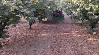 Raccolta nocciole. Sesto 4,5x3,5 provvisto di impianto di irrigazione.
