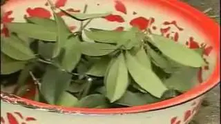 桂花树种子种植技术视频 标清