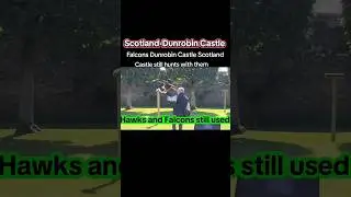 Falcons and hawks Dunrobin Castle live training &nbsp;#travel #scotland #castle #hawks  #DunrobinCastle
