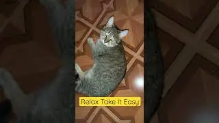 Милые котики 2022/ Забавные животные 2022/ Котики 2022