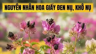 Hoa giấy bị đen nụ, khô nụ. Nguyên nhân và cách khắc phục. 