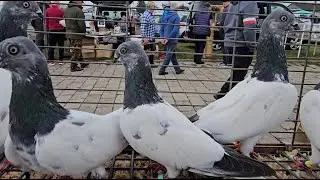 TARG gołębie pigeons  ZWOLEŃ Andrzej W 7.09.2025 cz.3/4💥Gołębie jasne i wyszwance Andrzeja Radom💥