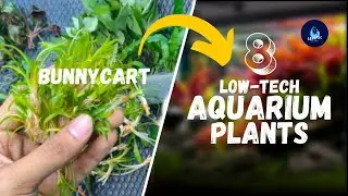 Top 8 Low-Tech Aquarium Plants for Beginners | Bunnycart Unboxing & Easy Tank Guide