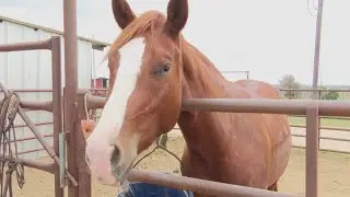 Texas rodeo events canceled due to equine virus outbreak